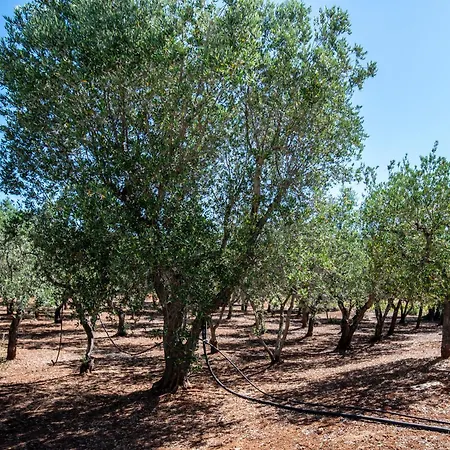 Hébergement de vacances Trullo La Quercia